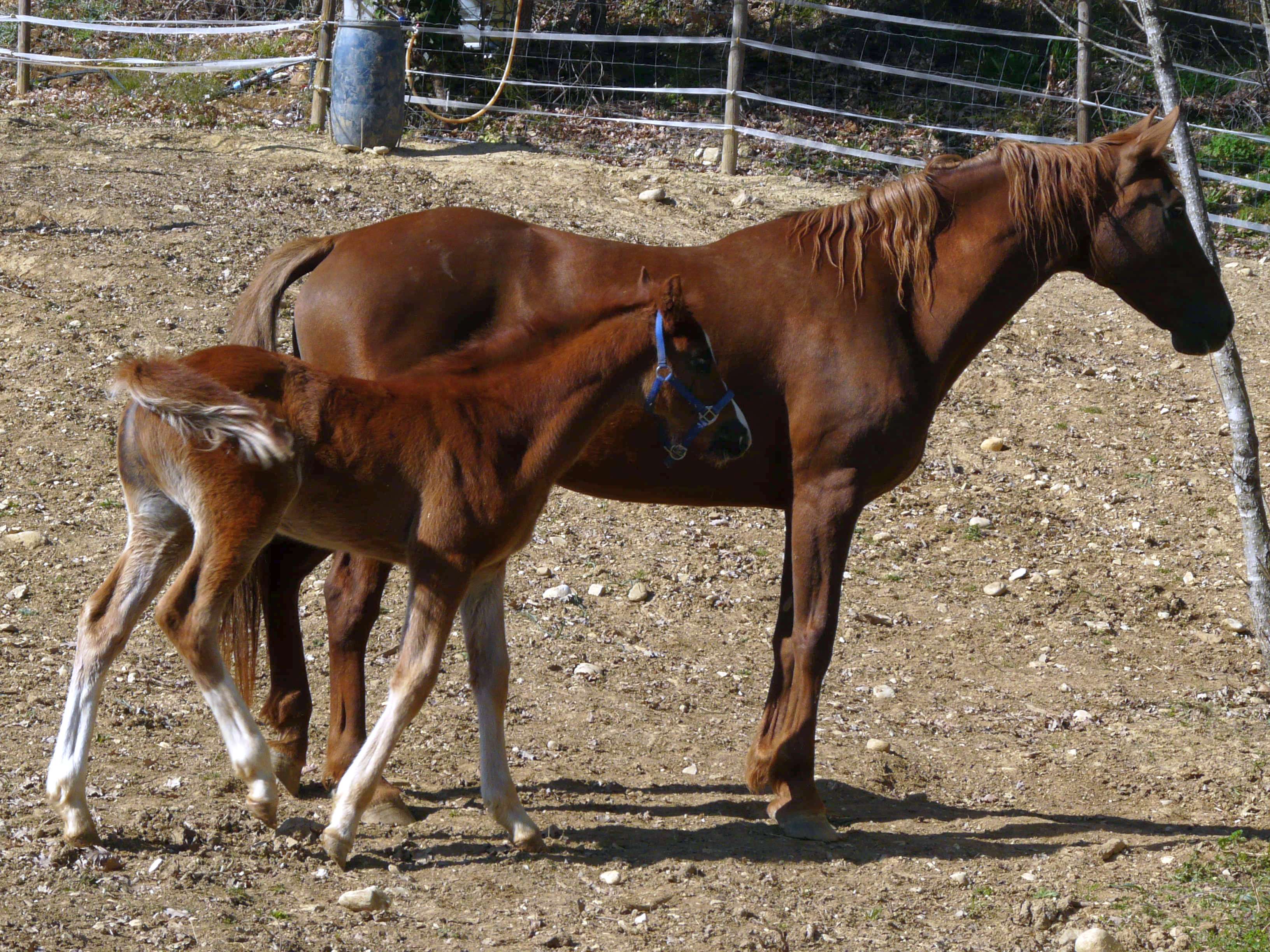 Corona XIV ed il suo puledro nato a Marzo del 2023